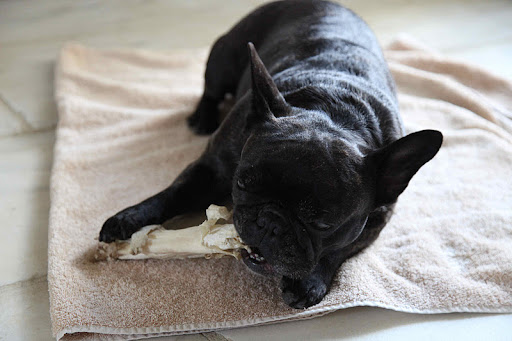 Francesca is a canine of few words but she periodically remarks on her affinity for her fellow waggers and the squad. Francesca is a canine of few words but she periodically remarks on her affinity for her fellow waggers and the squad.