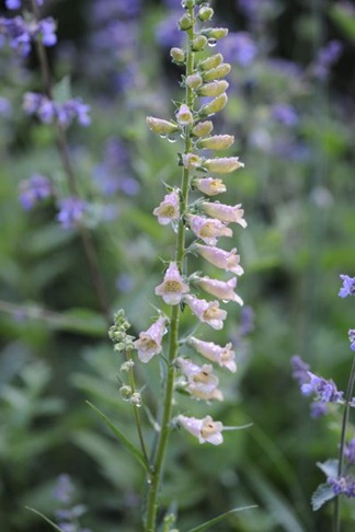 claus080613_13036_