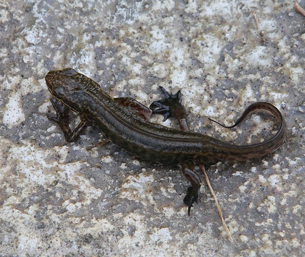 [Palmate-Newt-1%255B2%255D.jpg]