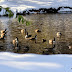 2011-12 First Winter Storm 1032.jpg