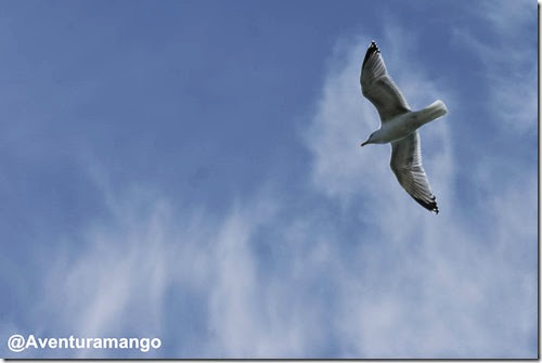 Gaivota no Cliffs of Moher - Irlanda