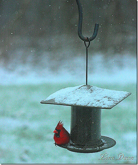 Cardinal_Jan2012