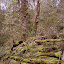 Mosses and Lichens on the Canopy Floor - Burnie, Australia