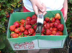 Strawberries