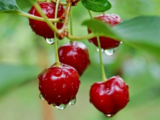 [cherry-season-cherry-pops2-537x402%255B7%255D.jpg]
