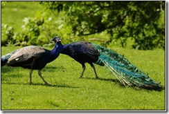 Bradgate Park D300s X14  04-06-2012 13-40-011