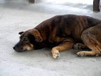 Everyone feel lazy in the humid afternoon.