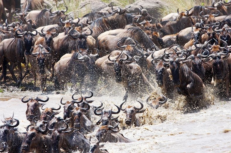 mara-river-crossing-15 mara-river-crossing-15