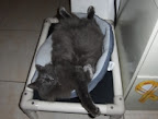 You can donate anything from a single cat bed...