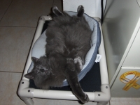 You can donate anything from a single cat bed...