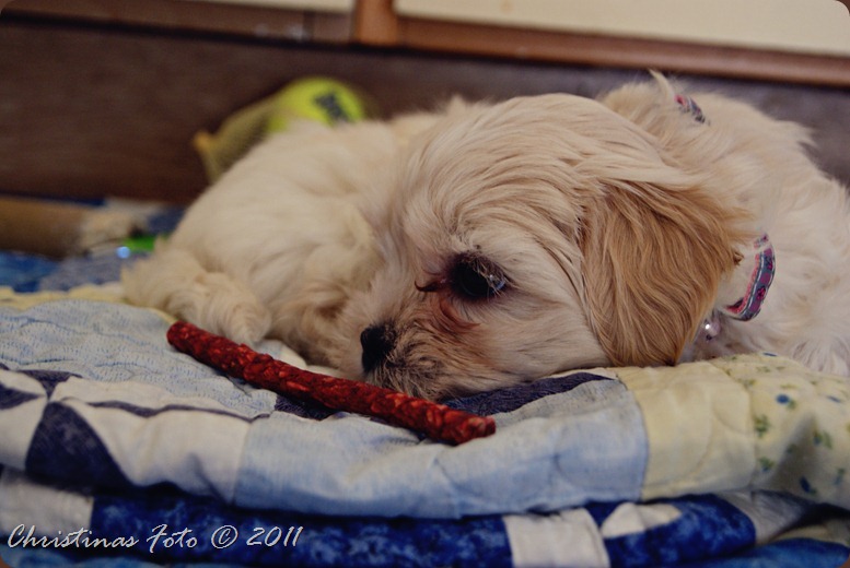 SONY DSC