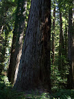 california_sequoia