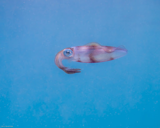 P5273742