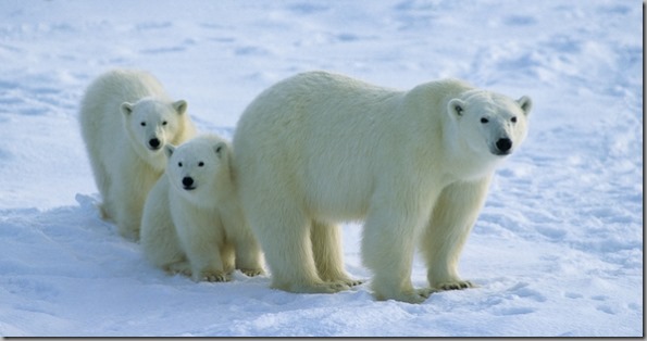 Polar Bear Polar Bear