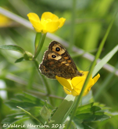 [wall-butterfly-side%255B2%255D.jpg]