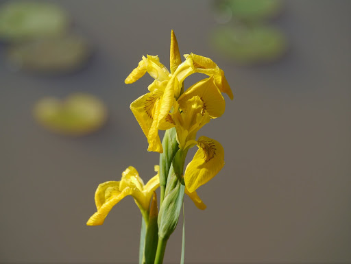 P1050046