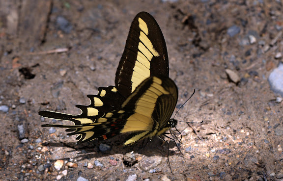 Papilio (Heraclides) lamarchei STAUDINGER, 1892. Rio Coroico, à proximité de Coroico. Bolivie, 19 janvier 2012. Photo : Lars Andersen
