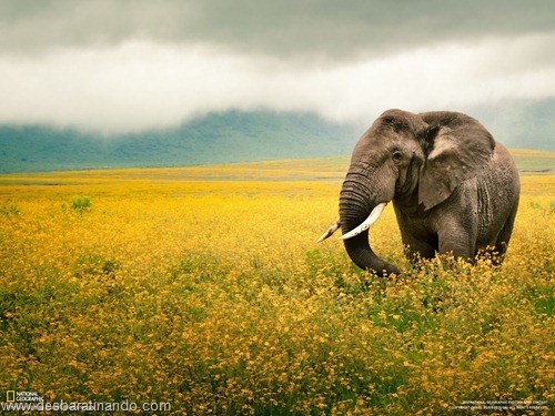 wallpapers national geographic desbaratinando (15) wallpapers national geographic desbaratinando (15)