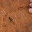 Oh no, actually its probably the smallest...
