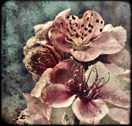 la delicadeza