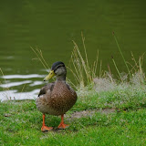 IMGP6345.jpg