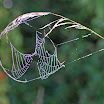 Wildlife