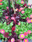 Since Chanticleer was a private estate, there are two houses on the property. Around them, the plantings are more in line with what you'd see the average person do, but of course with a Chanticleer twist. Here, beet foliage and English daisy (Bellis perennis) are planted in a container.
