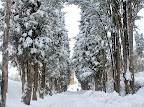 Montepulciano Viale della Rimembranza 03 febbraio 2012.jpg
