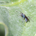 Spider Wasp