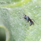 Spider Wasp