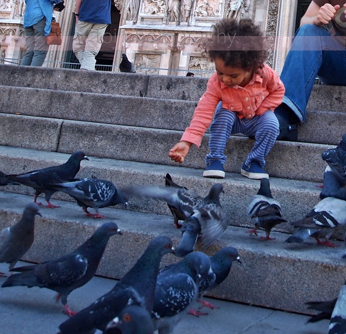feeding pigeons at duomo feeding pigeons at duomo