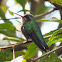 Glittering-bellied Emerald, Besourinho-de-bico-vermelho
