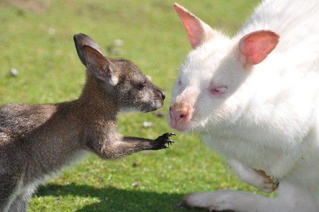 [HC%2520meeting%2520other%2520Wallabies%252029%2520June%252011%2520DSC_0265%255B9%255D.jpg]