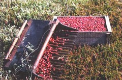 cranberry scoop and box of berries