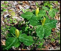 04 - Spring Wildflowers - Trillium - Yellow