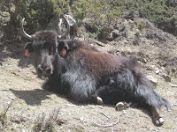 Yak!