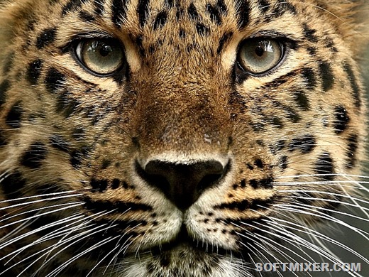 [mark-hughes-amur-leopard-15%255B11%255D.jpg]