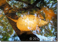Sue Reno, Immature Snapper SueReno_ImmatureSnapper