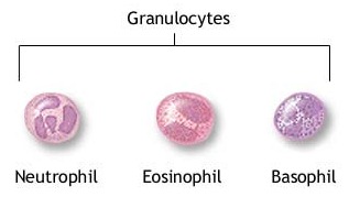 [granulocytes%255B5%255D.jpg]