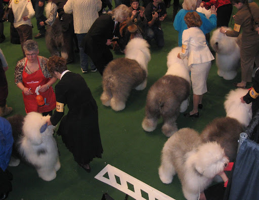 Old English Sheepdogs wait