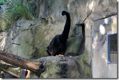 Binturong, Taronga Zoo