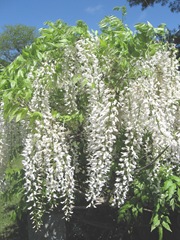 white wisteria closeup2
