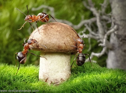 formigas inacreditaveis incriveis desbaratinando (27) formigas inacreditaveis incriveis desbaratinando (27)