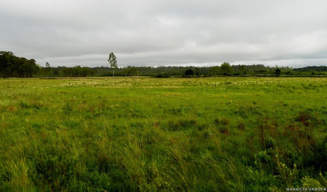 Paysage du Paraná près de Curitiba. Décembre 2010. Photo : Mauricio Skrock
