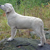 Norma