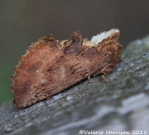 [coxcomb-prominent-22.jpg]