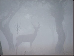 Niebla tupida Niebla tupida