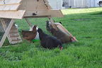  Chicken Gallery