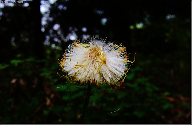 nicht mehr frische Pusteblume DSC_5267