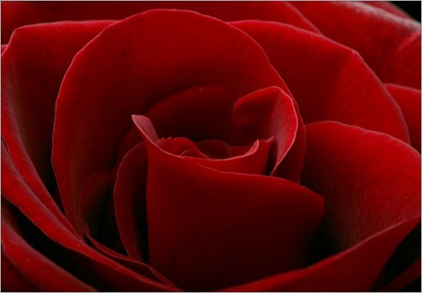 red-rose-side